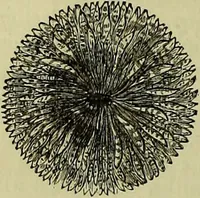 An illustration from The microscope : its history, construction, and application, being a familiar introduction to the use of the instrument, and the study of microscopical science / by Jabez Hogg ; with upwards of five hundred engravings, and coloured illustrations by Tuffen West. (1883)