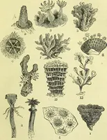 An illustration from The microscope : its history, construction, and application, being a familiar introduction to the use of the instrument, and the study of microscopical science / by Jabez Hogg ; with upwards of five hundred engravings, and coloured illustrations by Tuffen West. (1883)
