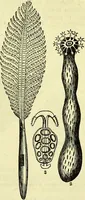 An illustration from The microscope : its history, construction, and application, being a familiar introduction to the use of the instrument, and the study of microscopical science / by Jabez Hogg ; with upwards of five hundred engravings, and coloured illustrations by Tuffen West. (1883)