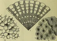 An illustration from The microscope : its history, construction, and application, being a familiar introduction to the use of the instrument, and the study of microscopical science / by Jabez Hogg ; with upwards of five hundred engravings, and coloured illustrations by Tuffen West. (1883)