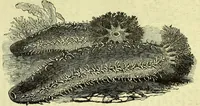 An illustration from The microscope : its history, construction, and application, being a familiar introduction to the use of the instrument, and the study of microscopical science / by Jabez Hogg ; with upwards of five hundred engravings, and coloured illustrations by Tuffen West. (1883)