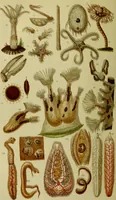 An illustration from The microscope : its history, construction, and application, being a familiar introduction to the use of the instrument, and the study of microscopical science / by Jabez Hogg ; with upwards of five hundred engravings, and coloured illustrations by Tuffen West. (1883)