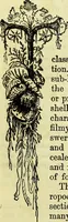 An illustration from The microscope : its history, construction, and application, being a familiar introduction to the use of the instrument, and the study of microscopical science / by Jabez Hogg ; with upwards of five hundred engravings, and coloured illustrations by Tuffen West. (1883)