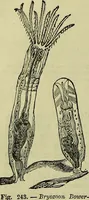 An illustration from The microscope : its history, construction, and application, being a familiar introduction to the use of the instrument, and the study of microscopical science / by Jabez Hogg ; with upwards of five hundred engravings, and coloured illustrations by Tuffen West. (1883)