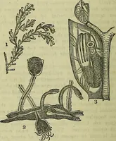 An illustration from The microscope : its history, construction, and application, being a familiar introduction to the use of the instrument, and the study of microscopical science / by Jabez Hogg ; with upwards of five hundred engravings, and coloured illustrations by Tuffen West. (1883)