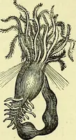 An illustration from The microscope : its history, construction, and application, being a familiar introduction to the use of the instrument, and the study of microscopical science / by Jabez Hogg ; with upwards of five hundred engravings, and coloured illustrations by Tuffen West. (1883)