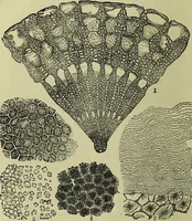 An illustration from The microscope : its history, construction, and application, being a familiar introduction to the use of the instrument, and the study of microscopical science / by Jabez Hogg ; with upwards of five hundred engravings, and coloured illustrations by Tuffen West. (1883)