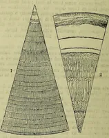 An illustration from The microscope : its history, construction, and application, being a familiar introduction to the use of the instrument, and the study of microscopical science / by Jabez Hogg ; with upwards of five hundred engravings, and coloured illustrations by Tuffen West. (1883)