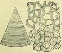 An illustration from The microscope : its history, construction, and application, being a familiar introduction to the use of the instrument, and the study of microscopical science / by Jabez Hogg ; with upwards of five hundred engravings, and coloured illustrations by Tuffen West. (1883)