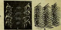 An illustration from The microscope : its history, construction, and application, being a familiar introduction to the use of the instrument, and the study of microscopical science / by Jabez Hogg ; with upwards of five hundred engravings, and coloured illustrations by Tuffen West. (1883)