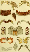 An illustration from The microscope : its history, construction, and application, being a familiar introduction to the use of the instrument, and the study of microscopical science / by Jabez Hogg ; with upwards of five hundred engravings, and coloured illustrations by Tuffen West. (1883)