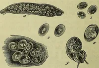 An illustration from The microscope : its history, construction, and application, being a familiar introduction to the use of the instrument, and the study of microscopical science / by Jabez Hogg ; with upwards of five hundred engravings, and coloured illustrations by Tuffen West. (1883)