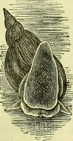 An illustration from The microscope : its history, construction, and application, being a familiar introduction to the use of the instrument, and the study of microscopical science / by Jabez Hogg ; with upwards of five hundred engravings, and coloured illustrations by Tuffen West. (1883)