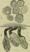 An illustration from The microscope : its history, construction, and application, being a familiar introduction to the use of the instrument, and the study of microscopical science / by Jabez Hogg ; with upwards of five hundred engravings, and coloured illustrations by Tuffen West. (1883)