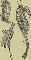 An illustration from The microscope : its history, construction, and application, being a familiar introduction to the use of the instrument, and the study of microscopical science / by Jabez Hogg ; with upwards of five hundred engravings, and coloured illustrations by Tuffen West. (1883)
