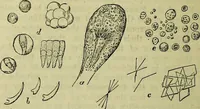 An illustration from The microscope : its history, construction, and application, being a familiar introduction to the use of the instrument, and the study of microscopical science / by Jabez Hogg ; with upwards of five hundred engravings, and coloured illustrations by Tuffen West. (1883)