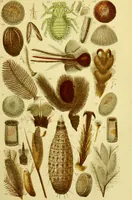 An illustration from The microscope : its history, construction, and application, being a familiar introduction to the use of the instrument, and the study of microscopical science / by Jabez Hogg ; with upwards of five hundred engravings, and coloured illustrations by Tuffen West. (1883)