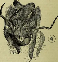 An illustration from The microscope : its history, construction, and application, being a familiar introduction to the use of the instrument, and the study of microscopical science / by Jabez Hogg ; with upwards of five hundred engravings, and coloured illustrations by Tuffen West. (1883)