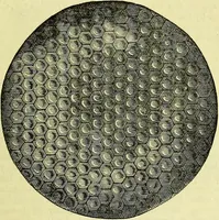 An illustration from The microscope : its history, construction, and application, being a familiar introduction to the use of the instrument, and the study of microscopical science / by Jabez Hogg ; with upwards of five hundred engravings, and coloured illustrations by Tuffen West. (1883)