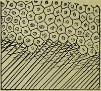 An illustration from The microscope : its history, construction, and application, being a familiar introduction to the use of the instrument, and the study of microscopical science / by Jabez Hogg ; with upwards of five hundred engravings, and coloured illustrations by Tuffen West. (1883)