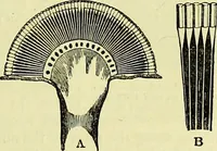 An illustration from The microscope : its history, construction, and application, being a familiar introduction to the use of the instrument, and the study of microscopical science / by Jabez Hogg ; with upwards of five hundred engravings, and coloured illustrations by Tuffen West. (1883)
