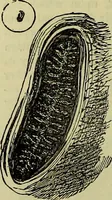 An illustration from The microscope : its history, construction, and application, being a familiar introduction to the use of the instrument, and the study of microscopical science / by Jabez Hogg ; with upwards of five hundred engravings, and coloured illustrations by Tuffen West. (1883)