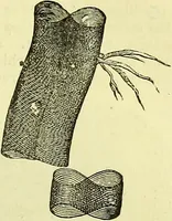 An illustration from The microscope : its history, construction, and application, being a familiar introduction to the use of the instrument, and the study of microscopical science / by Jabez Hogg ; with upwards of five hundred engravings, and coloured illustrations by Tuffen West. (1883)