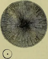 An illustration from The microscope : its history, construction, and application, being a familiar introduction to the use of the instrument, and the study of microscopical science / by Jabez Hogg ; with upwards of five hundred engravings, and coloured illustrations by Tuffen West. (1883)