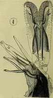 An illustration from The microscope : its history, construction, and application, being a familiar introduction to the use of the instrument, and the study of microscopical science / by Jabez Hogg ; with upwards of five hundred engravings, and coloured illustrations by Tuffen West. (1883)