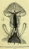 An illustration from The microscope : its history, construction, and application, being a familiar introduction to the use of the instrument, and the study of microscopical science / by Jabez Hogg ; with upwards of five hundred engravings, and coloured illustrations by Tuffen West. (1883)