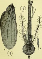 An illustration from The microscope : its history, construction, and application, being a familiar introduction to the use of the instrument, and the study of microscopical science / by Jabez Hogg ; with upwards of five hundred engravings, and coloured illustrations by Tuffen West. (1883)