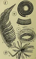 An illustration from The microscope : its history, construction, and application, being a familiar introduction to the use of the instrument, and the study of microscopical science / by Jabez Hogg ; with upwards of five hundred engravings, and coloured illustrations by Tuffen West. (1883)