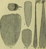 An illustration from The microscope : its history, construction, and application, being a familiar introduction to the use of the instrument, and the study of microscopical science / by Jabez Hogg ; with upwards of five hundred engravings, and coloured illustrations by Tuffen West. (1883)