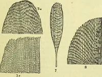 An illustration from The microscope : its history, construction, and application, being a familiar introduction to the use of the instrument, and the study of microscopical science / by Jabez Hogg ; with upwards of five hundred engravings, and coloured illustrations by Tuffen West. (1883)