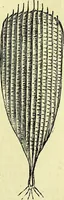 An illustration from The microscope : its history, construction, and application, being a familiar introduction to the use of the instrument, and the study of microscopical science / by Jabez Hogg ; with upwards of five hundred engravings, and coloured illustrations by Tuffen West. (1883)