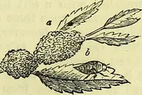 An illustration from The microscope : its history, construction, and application, being a familiar introduction to the use of the instrument, and the study of microscopical science / by Jabez Hogg ; with upwards of five hundred engravings, and coloured illustrations by Tuffen West. (1883)