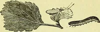 An illustration from The microscope : its history, construction, and application, being a familiar introduction to the use of the instrument, and the study of microscopical science / by Jabez Hogg ; with upwards of five hundred engravings, and coloured illustrations by Tuffen West. (1883)
