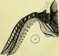 An illustration from The microscope : its history, construction, and application, being a familiar introduction to the use of the instrument, and the study of microscopical science / by Jabez Hogg ; with upwards of five hundred engravings, and coloured illustrations by Tuffen West. (1883)