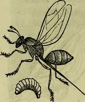 An illustration from The microscope : its history, construction, and application, being a familiar introduction to the use of the instrument, and the study of microscopical science / by Jabez Hogg ; with upwards of five hundred engravings, and coloured illustrations by Tuffen West. (1883)