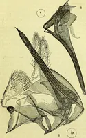 An illustration from The microscope : its history, construction, and application, being a familiar introduction to the use of the instrument, and the study of microscopical science / by Jabez Hogg ; with upwards of five hundred engravings, and coloured illustrations by Tuffen West. (1883)