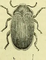 An illustration from The microscope : its history, construction, and application, being a familiar introduction to the use of the instrument, and the study of microscopical science / by Jabez Hogg ; with upwards of five hundred engravings, and coloured illustrations by Tuffen West. (1883)