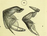 An illustration from The microscope : its history, construction, and application, being a familiar introduction to the use of the instrument, and the study of microscopical science / by Jabez Hogg ; with upwards of five hundred engravings, and coloured illustrations by Tuffen West. (1883)