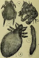 An illustration from The microscope : its history, construction, and application, being a familiar introduction to the use of the instrument, and the study of microscopical science / by Jabez Hogg ; with upwards of five hundred engravings, and coloured illustrations by Tuffen West. (1883)