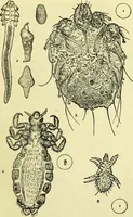 An illustration from The microscope : its history, construction, and application, being a familiar introduction to the use of the instrument, and the study of microscopical science / by Jabez Hogg ; with upwards of five hundred engravings, and coloured illustrations by Tuffen West. (1883)