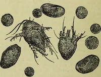 An illustration from The microscope : its history, construction, and application, being a familiar introduction to the use of the instrument, and the study of microscopical science / by Jabez Hogg ; with upwards of five hundred engravings, and coloured illustrations by Tuffen West. (1883)