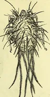 An illustration from The microscope : its history, construction, and application, being a familiar introduction to the use of the instrument, and the study of microscopical science / by Jabez Hogg ; with upwards of five hundred engravings, and coloured illustrations by Tuffen West. (1883)