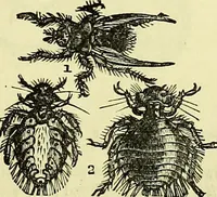 An illustration from The microscope : its history, construction, and application, being a familiar introduction to the use of the instrument, and the study of microscopical science / by Jabez Hogg ; with upwards of five hundred engravings, and coloured illustrations by Tuffen West. (1883)