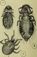 An illustration from The microscope : its history, construction, and application, being a familiar introduction to the use of the instrument, and the study of microscopical science / by Jabez Hogg ; with upwards of five hundred engravings, and coloured illustrations by Tuffen West. (1883)