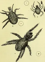 An illustration from The microscope : its history, construction, and application, being a familiar introduction to the use of the instrument, and the study of microscopical science / by Jabez Hogg ; with upwards of five hundred engravings, and coloured illustrations by Tuffen West. (1883)