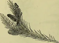 An illustration from The microscope : its history, construction, and application, being a familiar introduction to the use of the instrument, and the study of microscopical science / by Jabez Hogg ; with upwards of five hundred engravings, and coloured illustrations by Tuffen West. (1883)